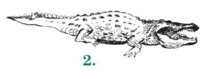 2-Крокодил